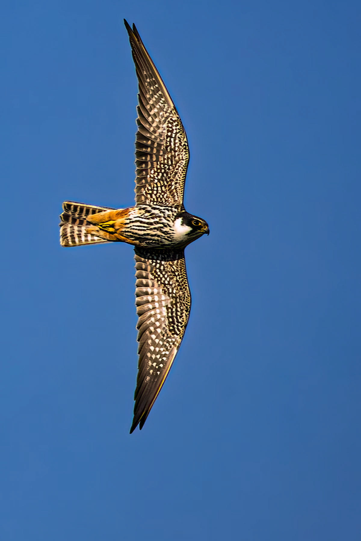 Hobby