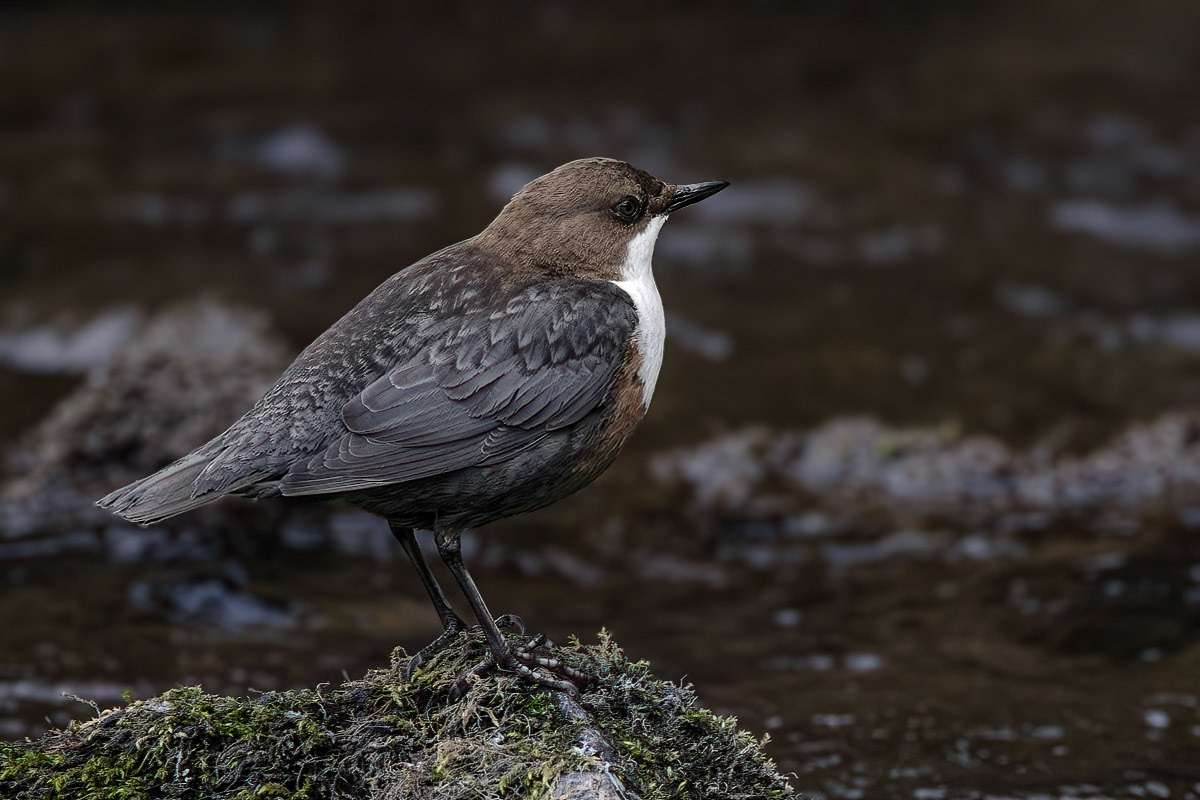 Dipper
