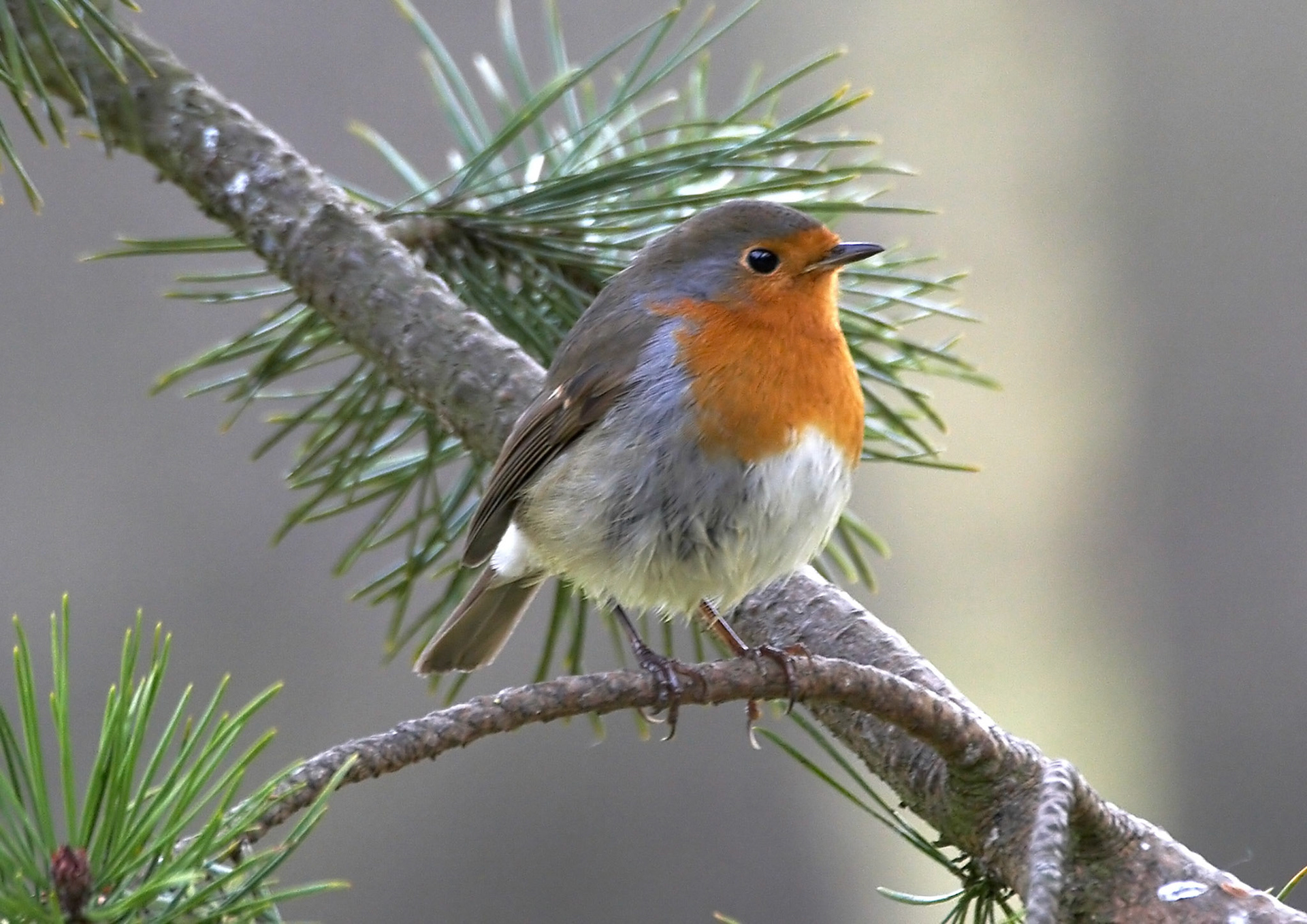 Robin