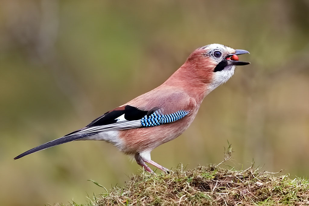 Jay
