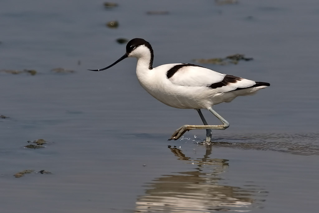 Avocet