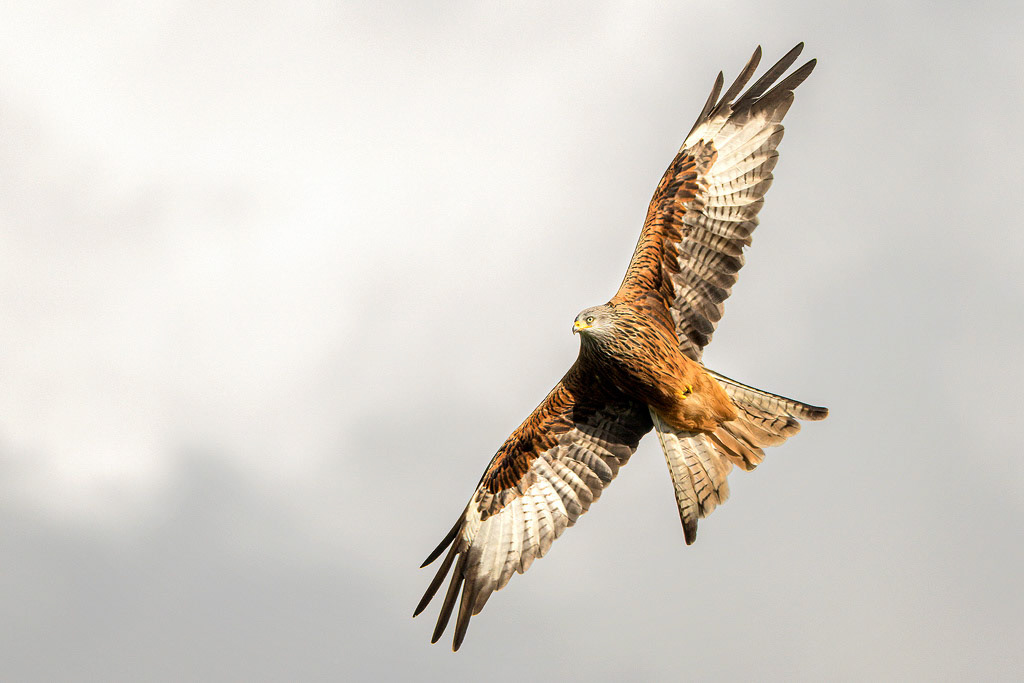 Red Kite
