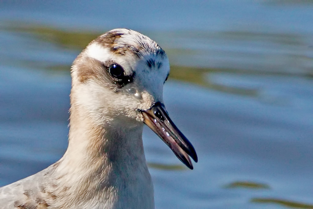 Grey Phalarope