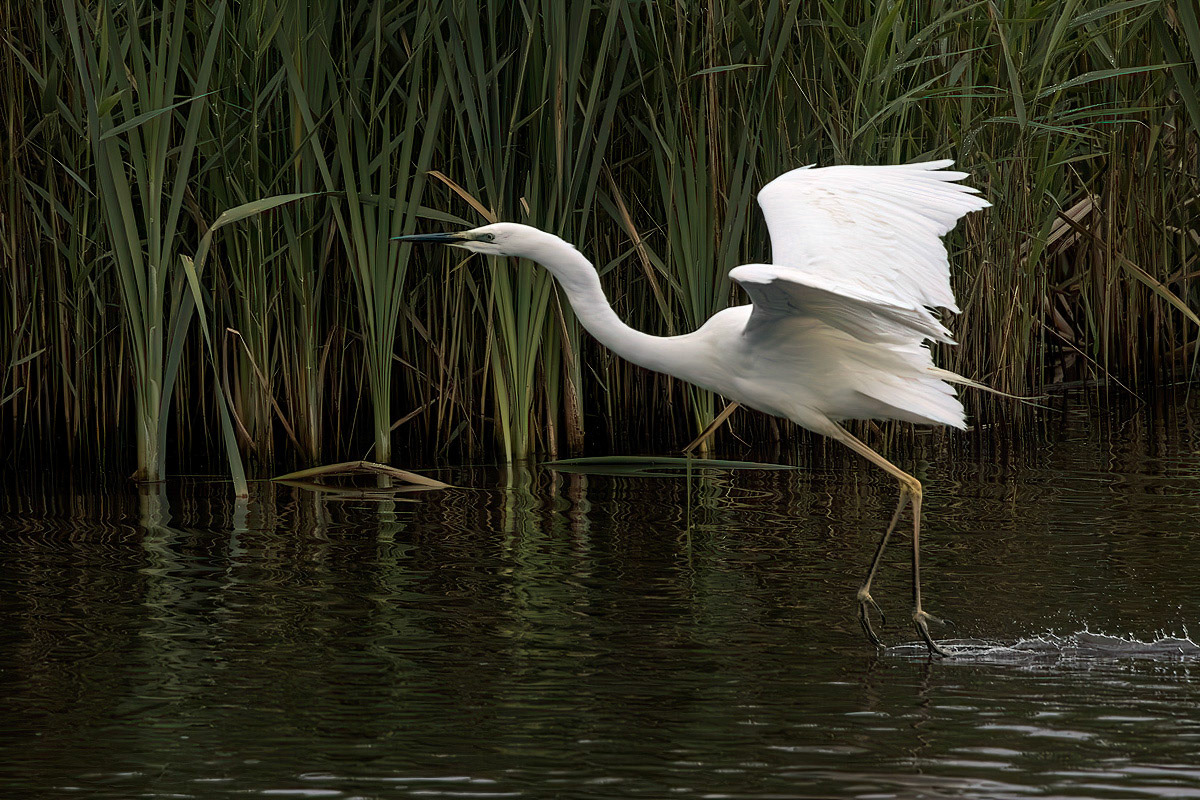 Great White Egret