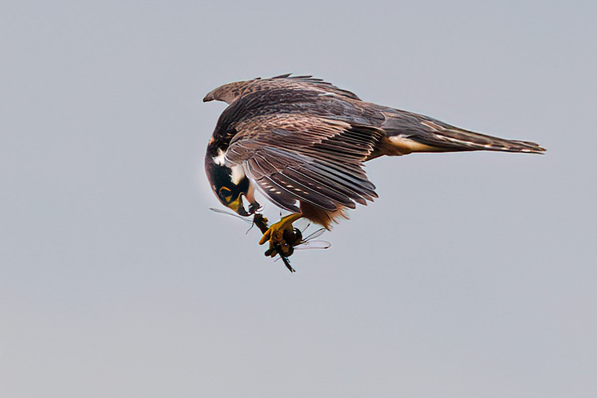 Hobby