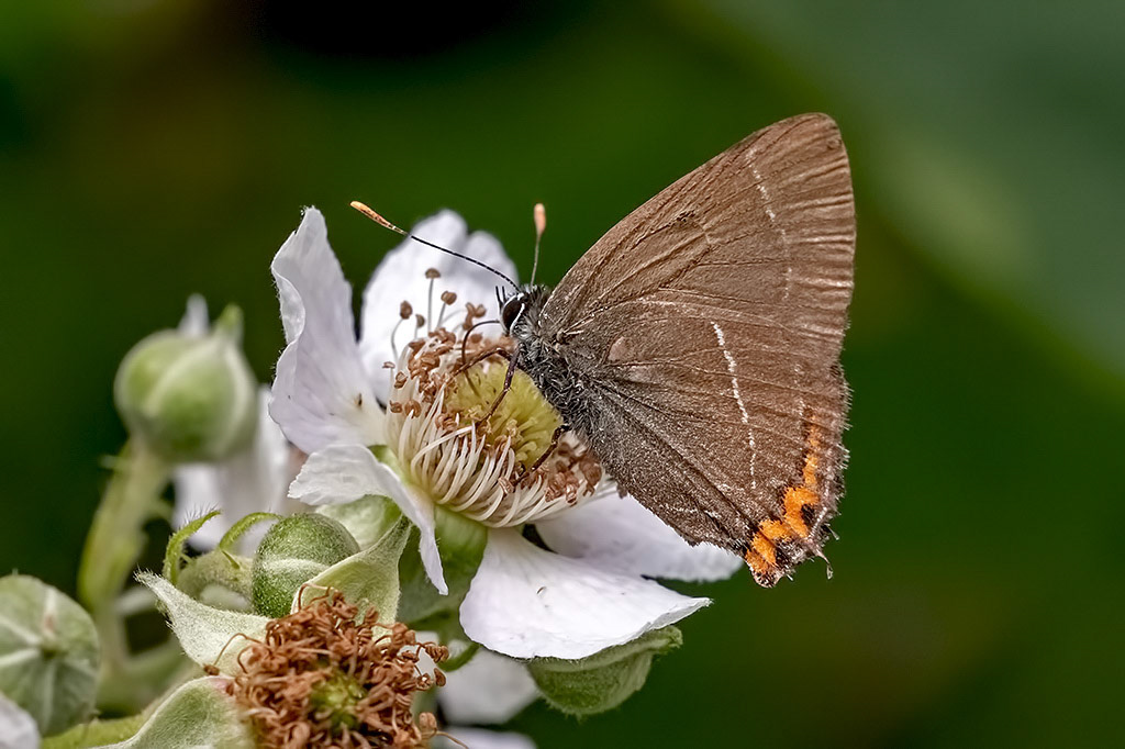 White-letter Hairstreak