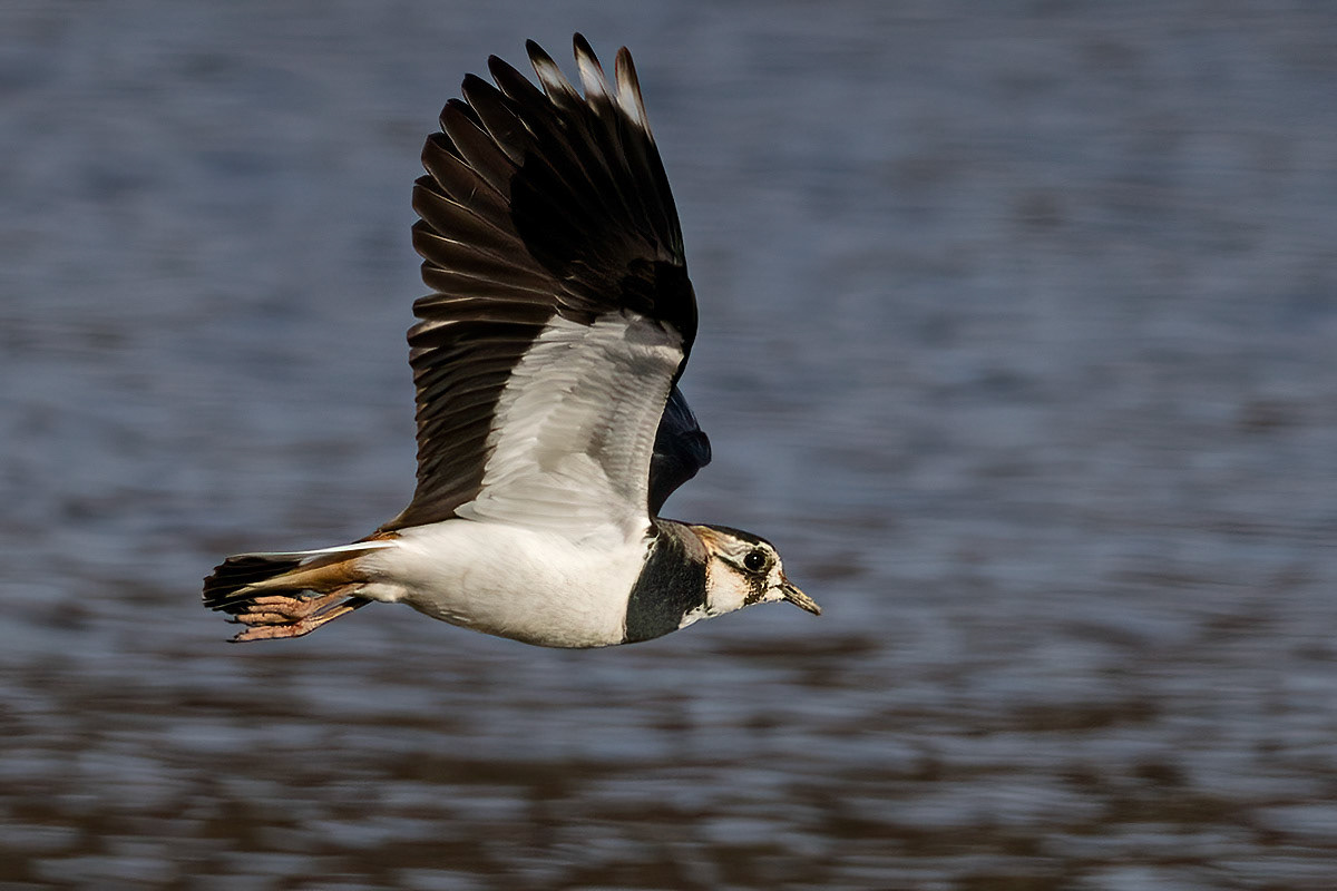 Lapwing