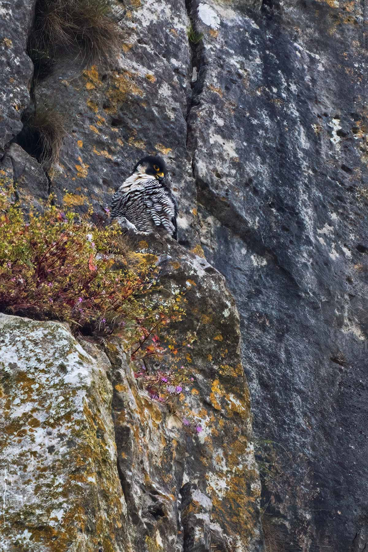 Peregrine Falcon