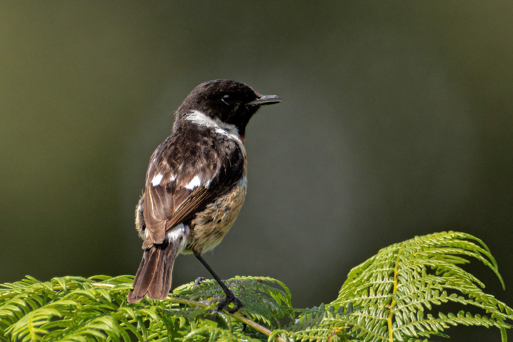 Stonechat