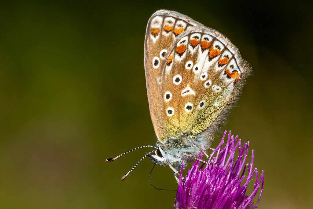 Common Blue Butterfly