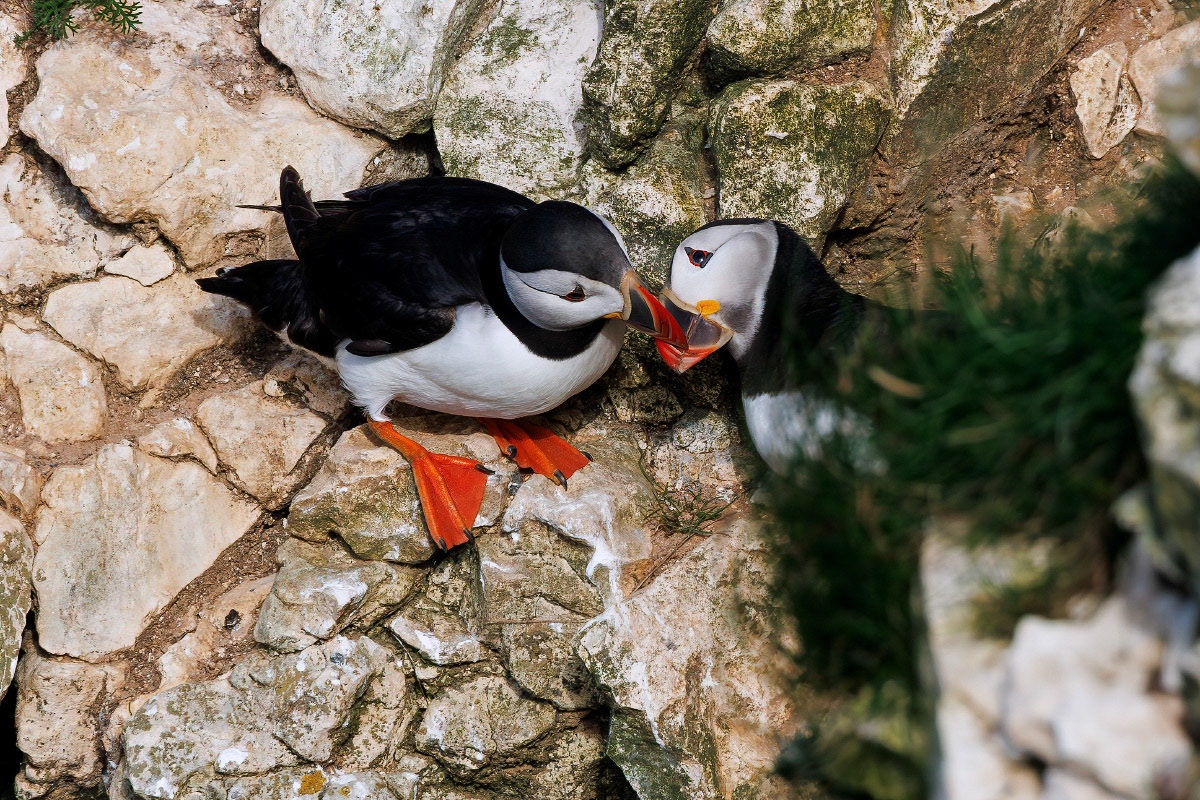 Puffin