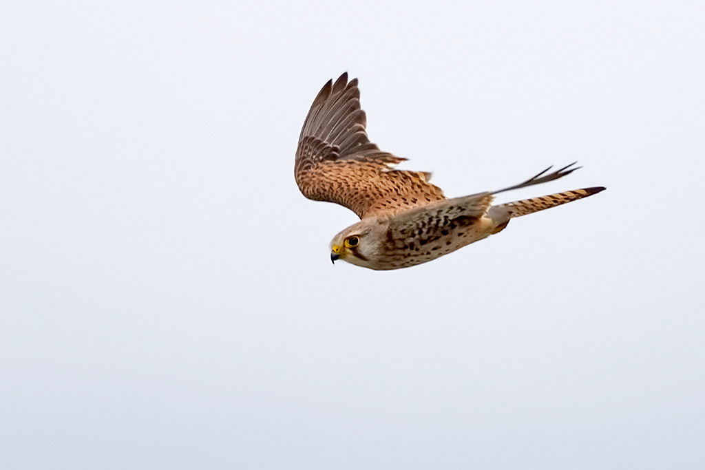Kestrel