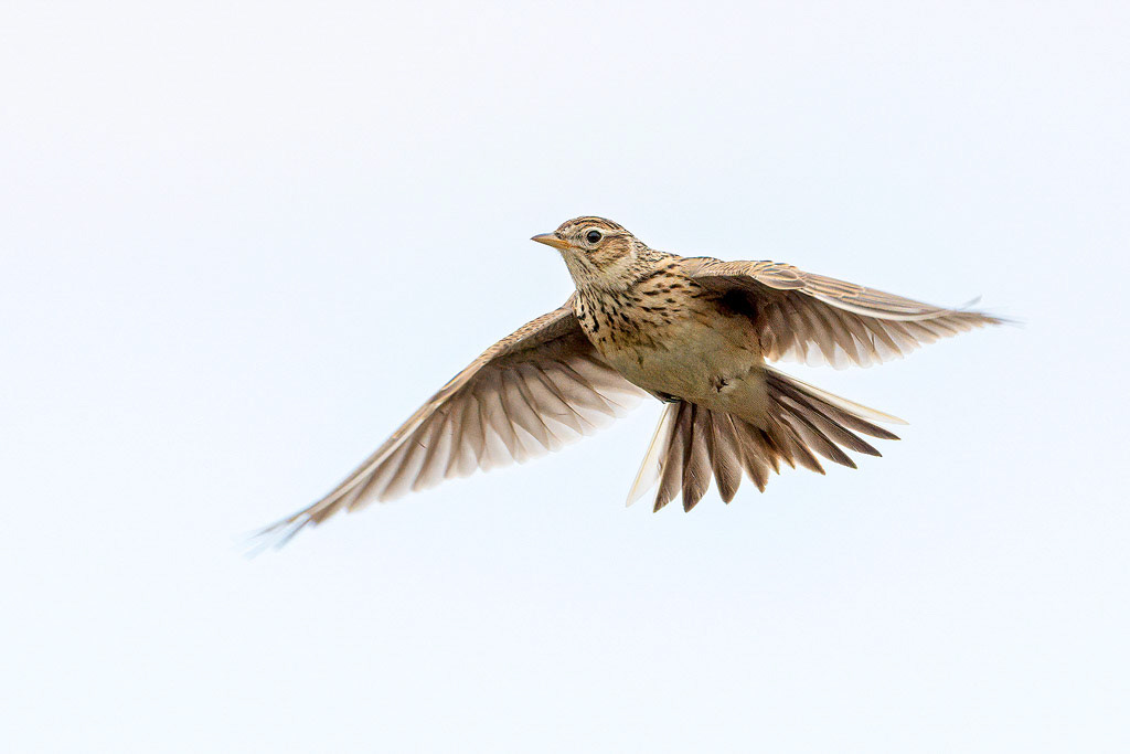 Skylark
