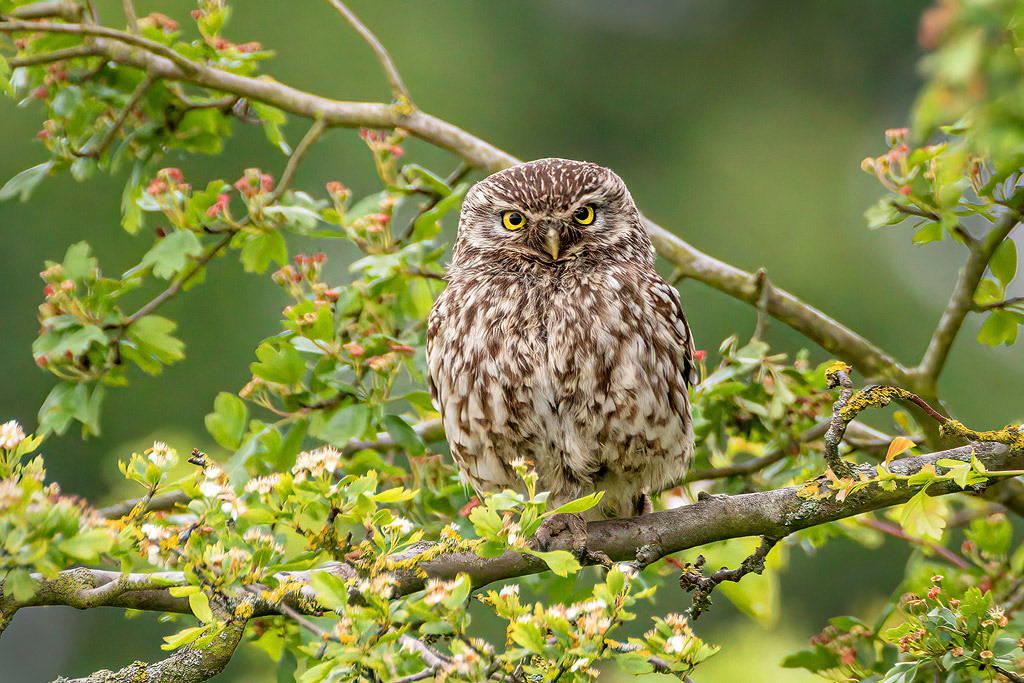 Little Owl