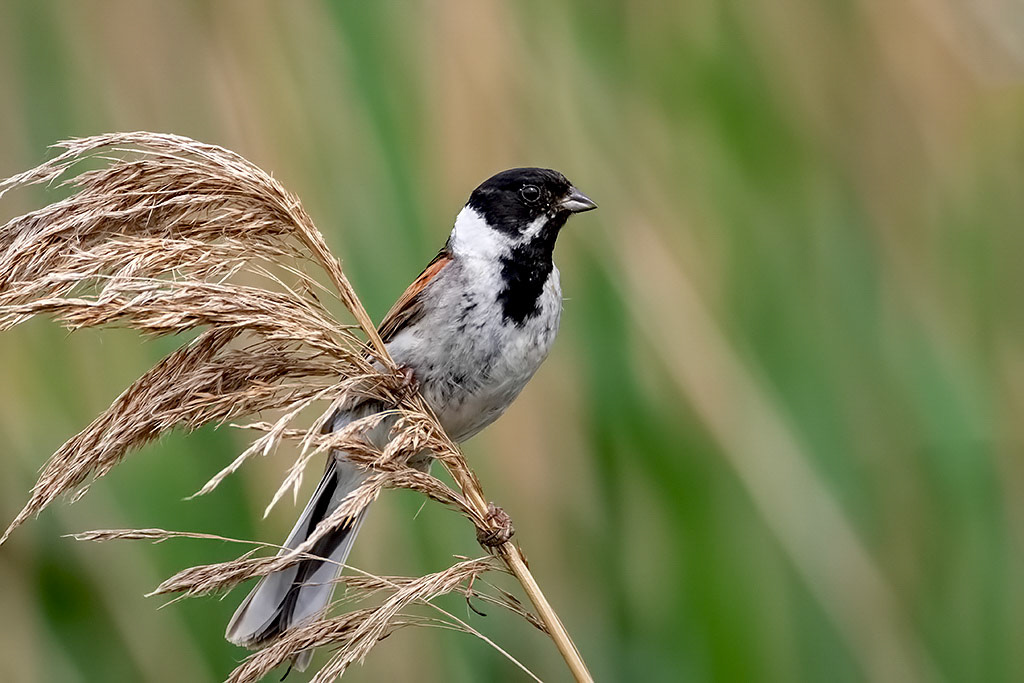 Reed Bunting