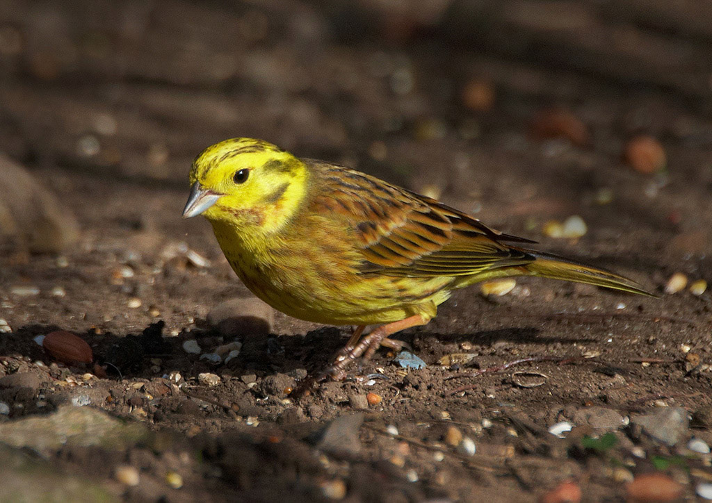 Yellowhammer