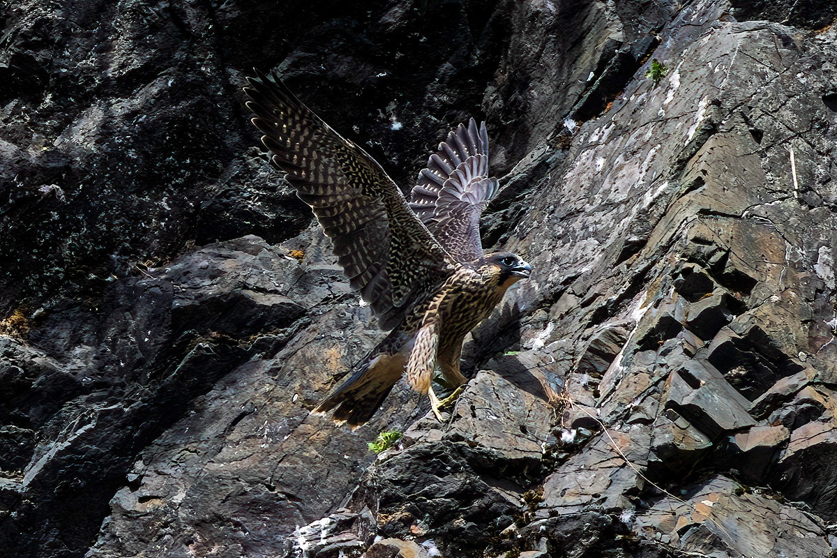 Peregrine Falcon