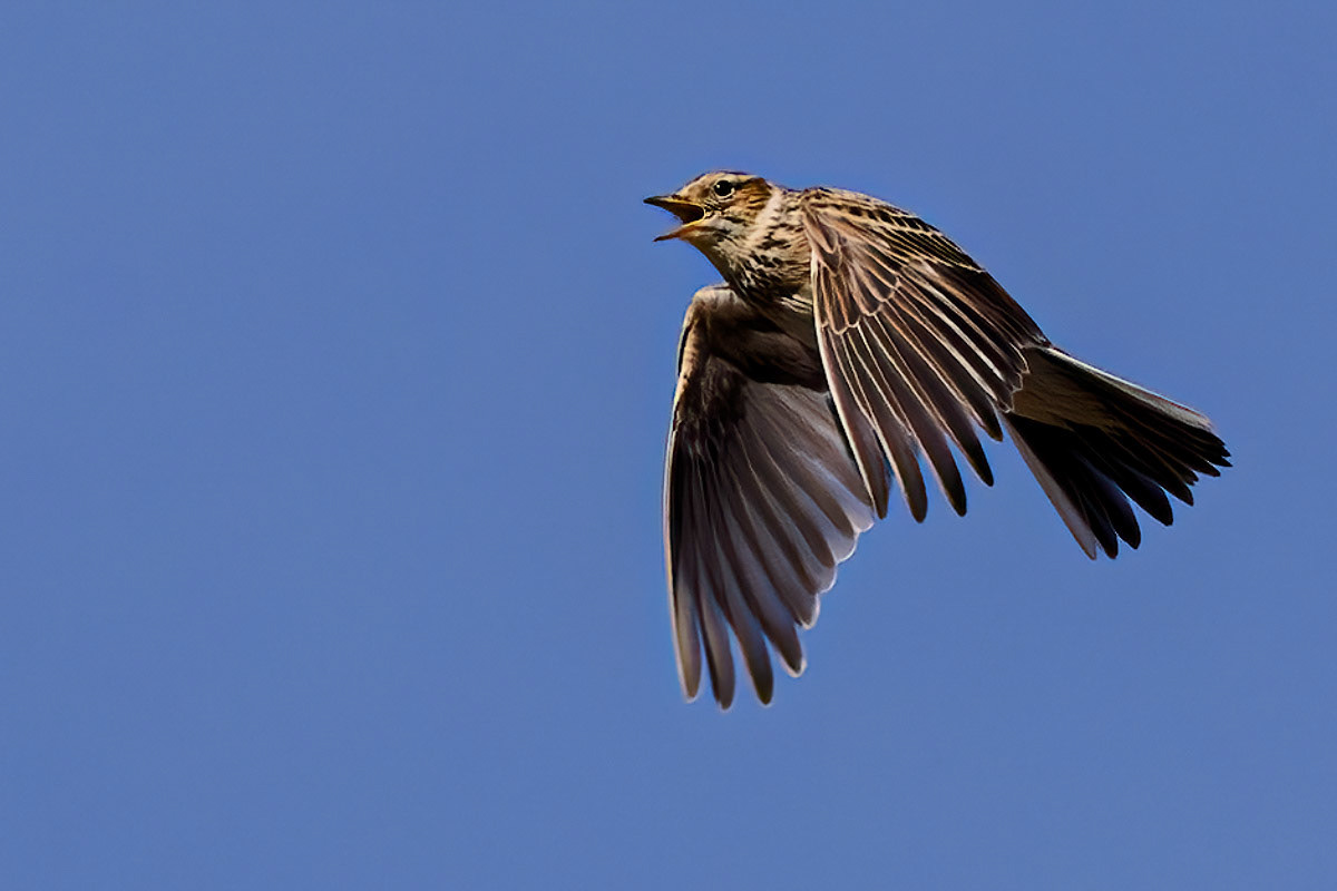 Skylark