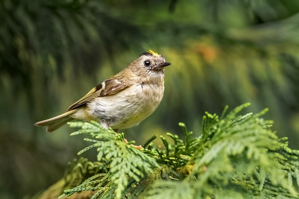 Goldcrest