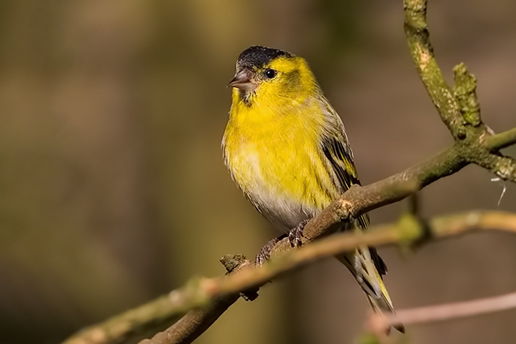 Siskin