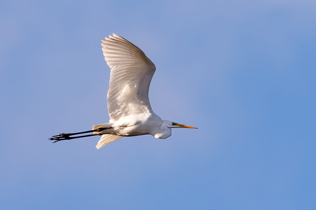 Great White Egret