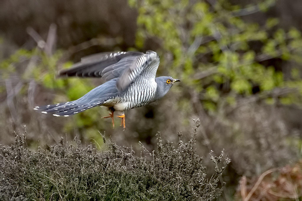 Cuckoo