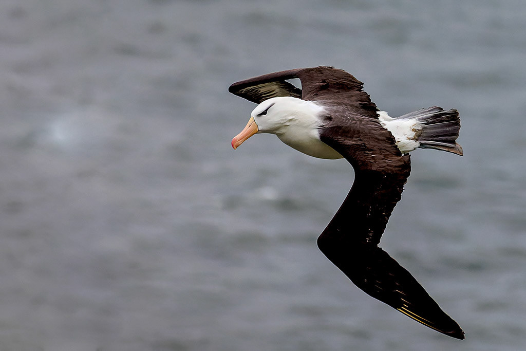 Black-browed Albatross