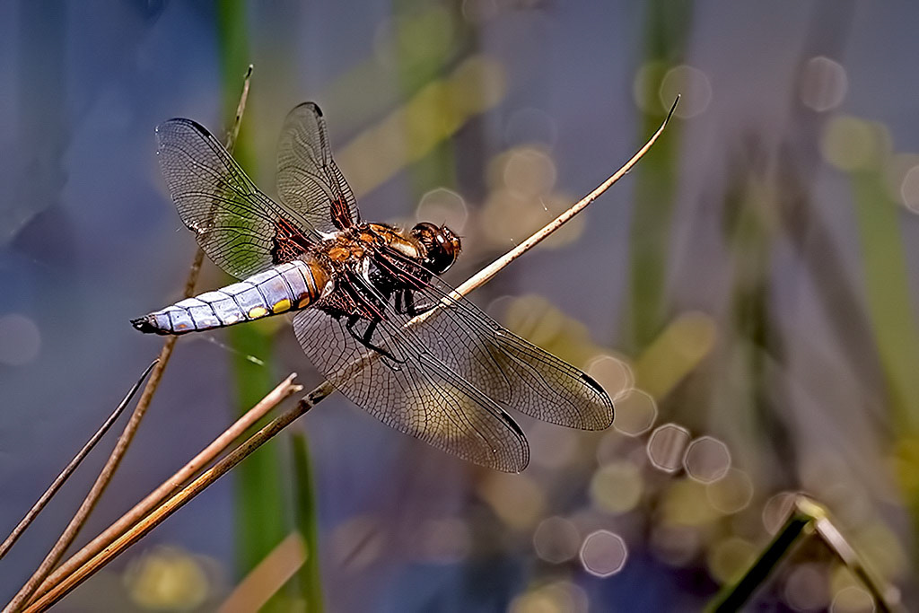 Broad-bodied Chaser