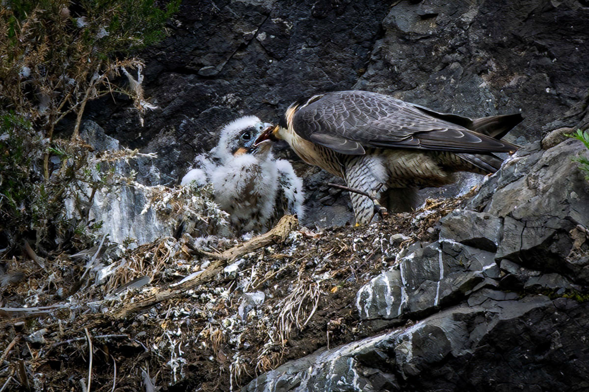 Peregrine