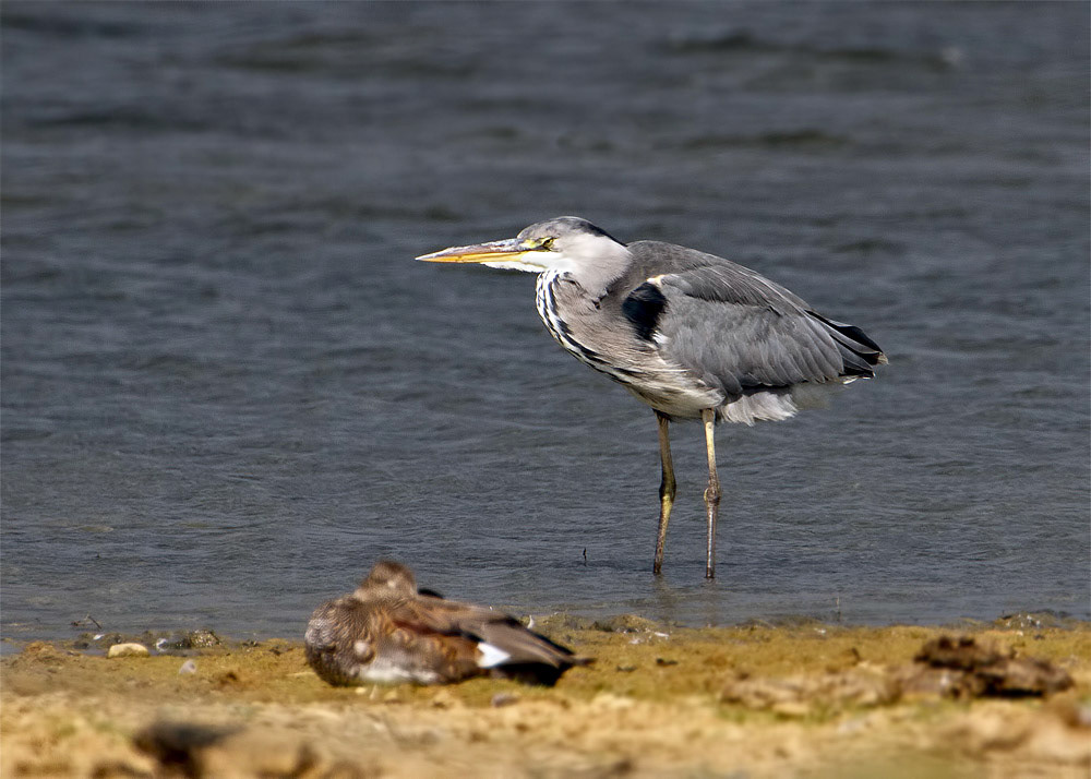 Grey Heron