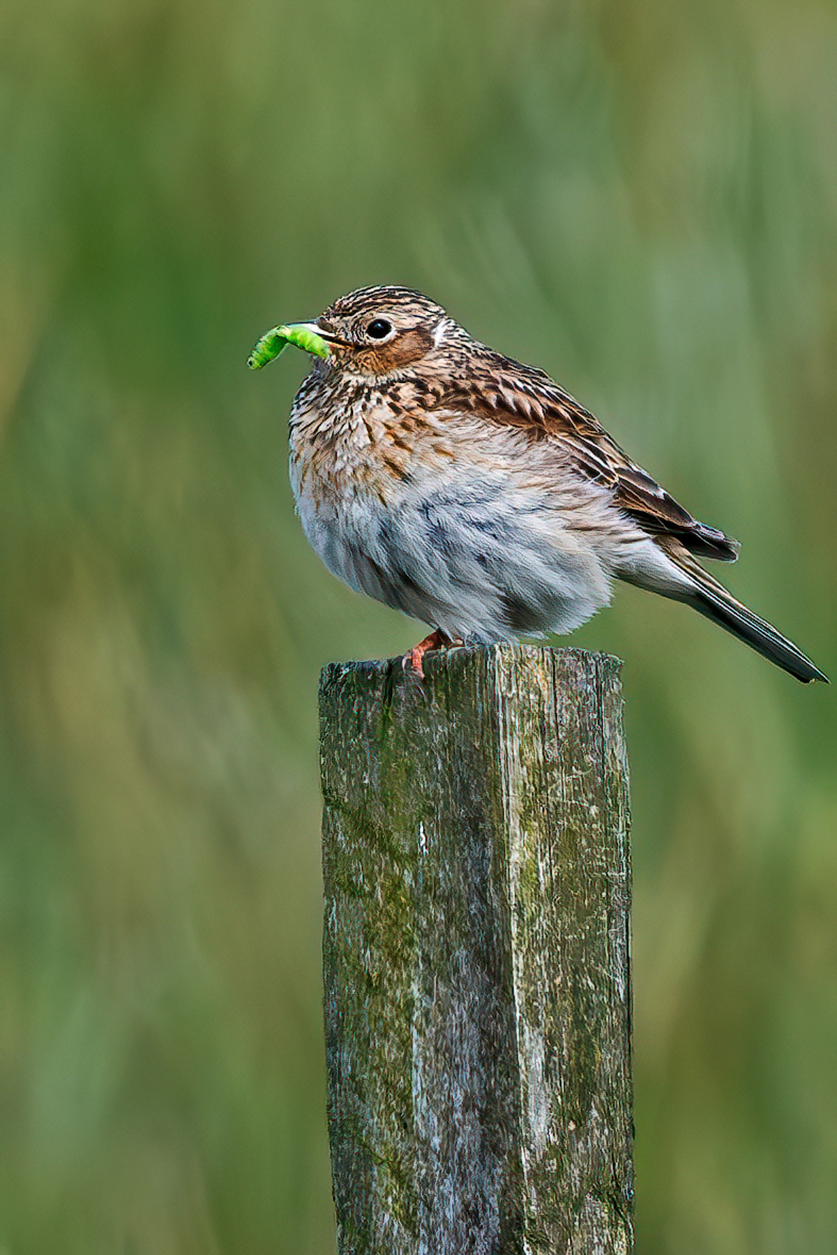 Skylark