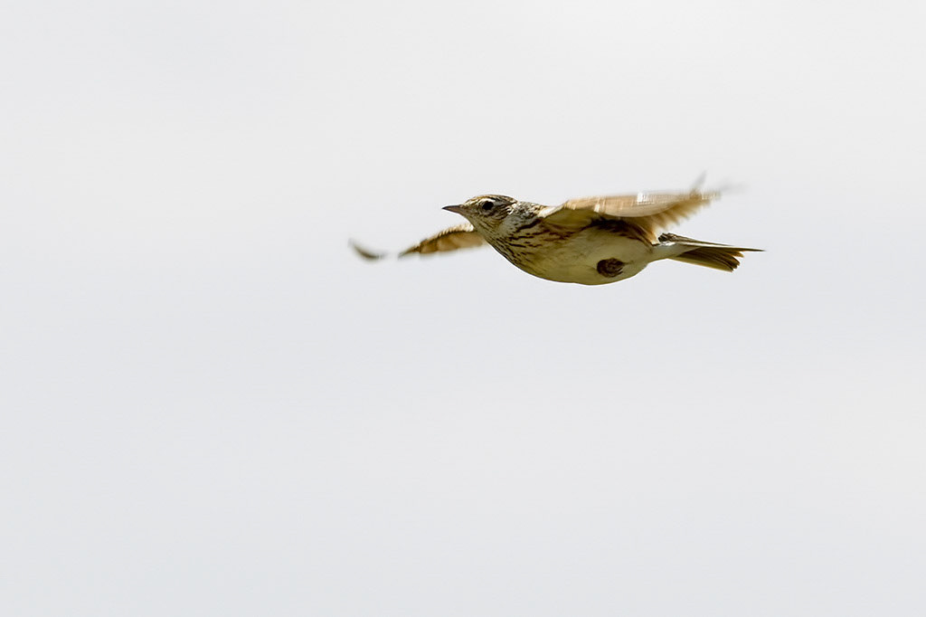 Skylark