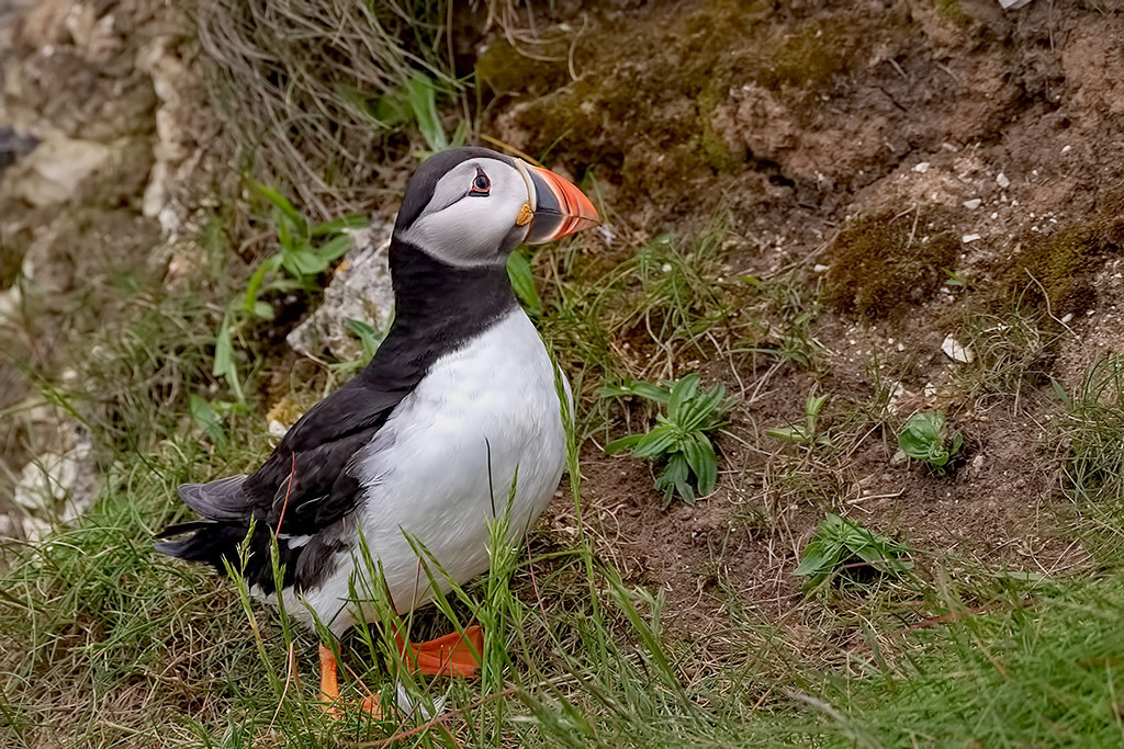 Puffin