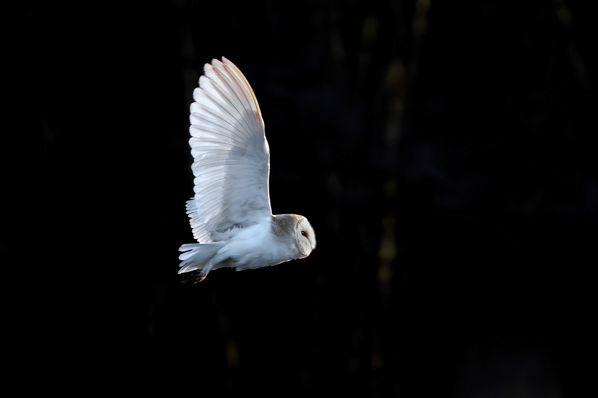 Barn Owl