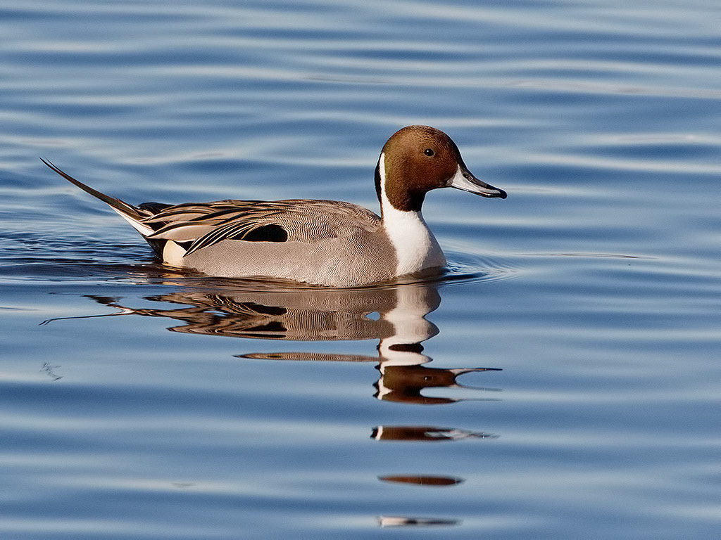 Pintail