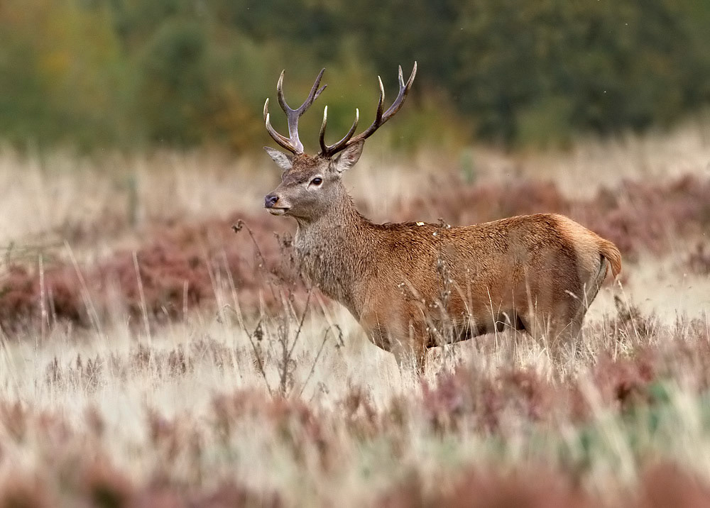 Red Deer