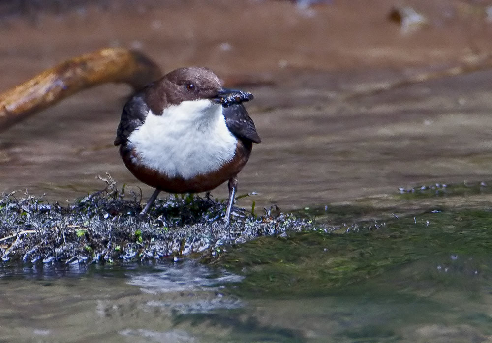 Dipper