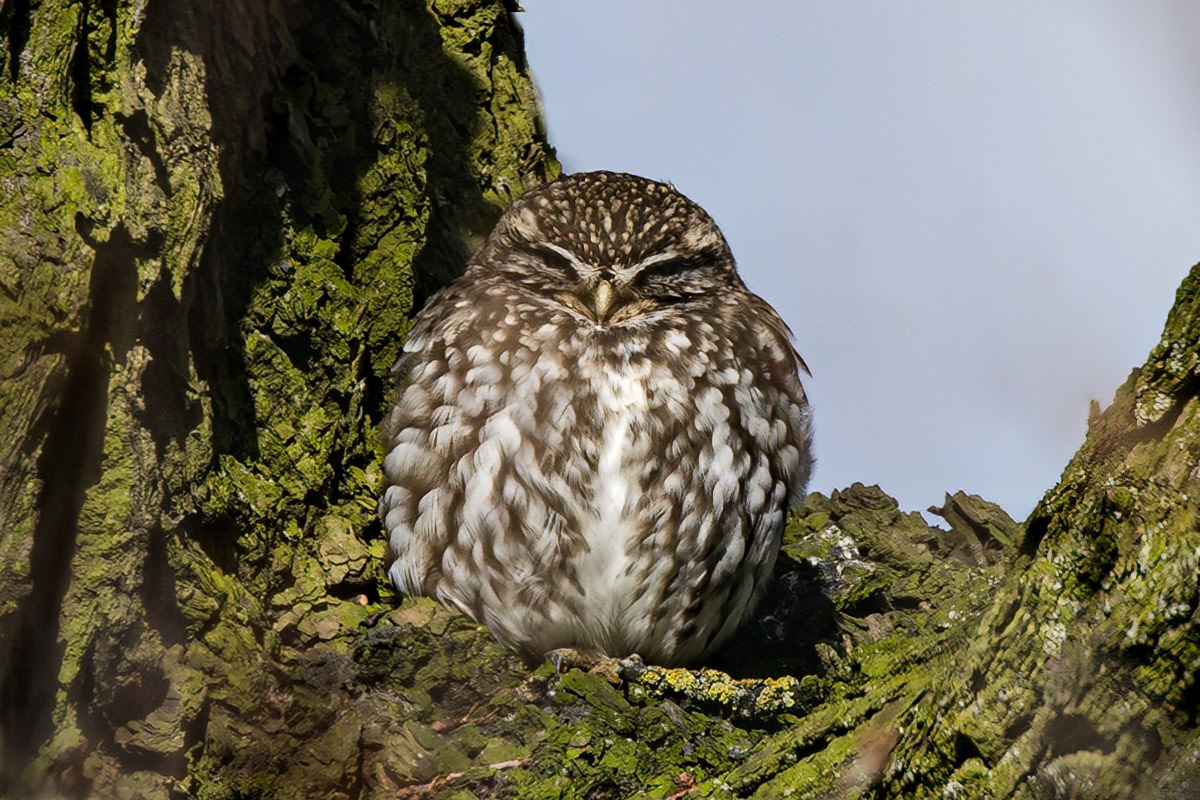 Little Owl