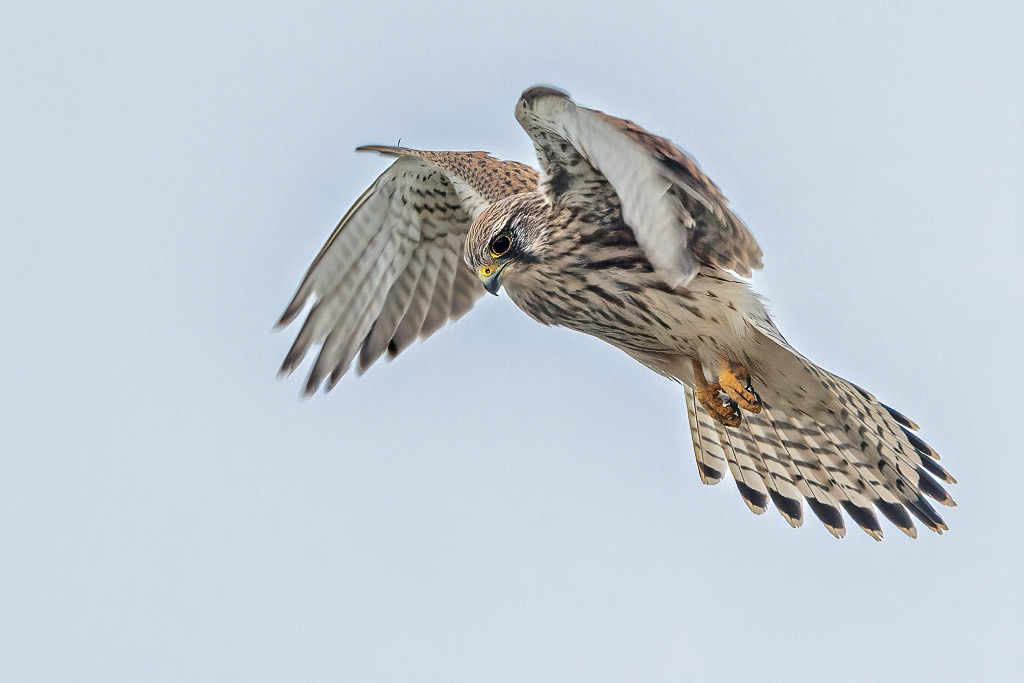 Kestrel