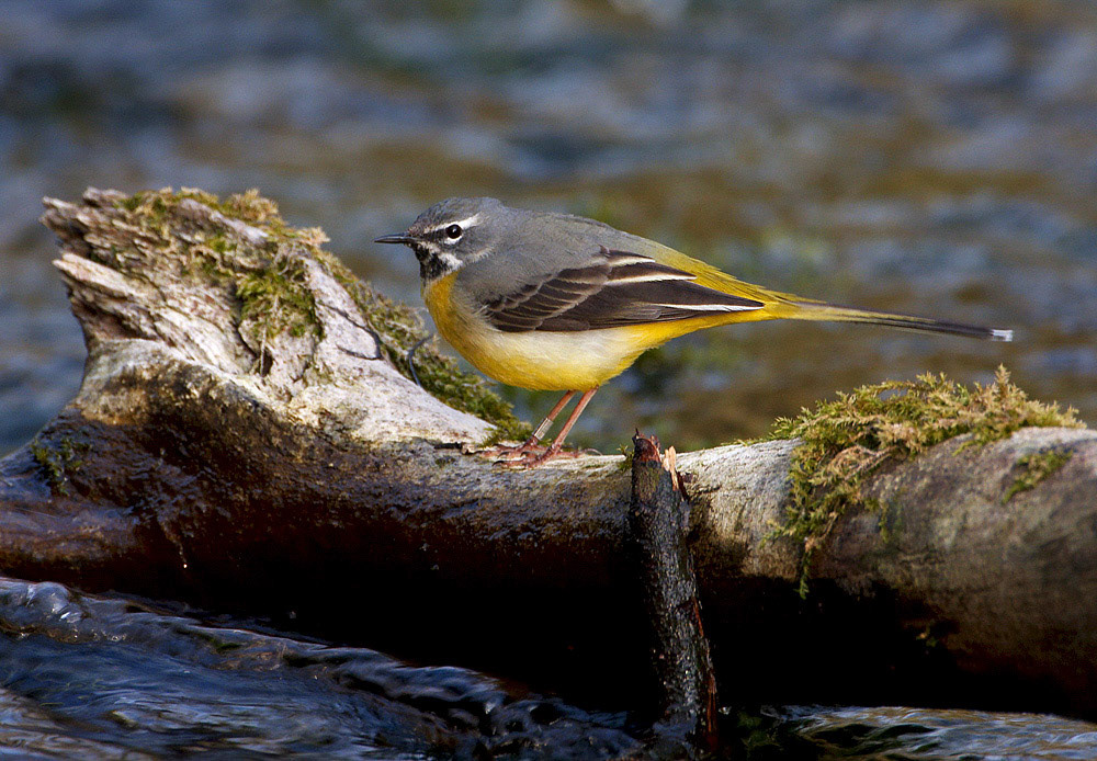 Grey Wagtail
