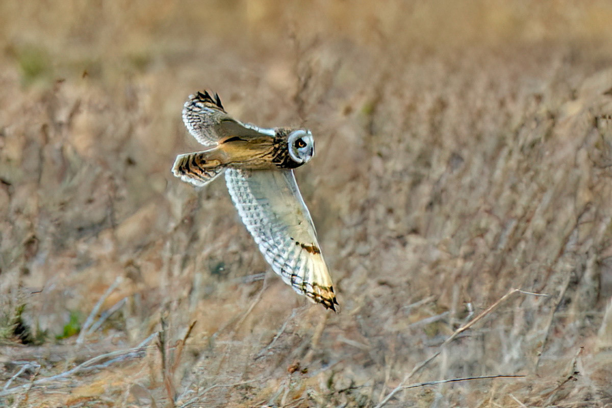Short-eared Owl