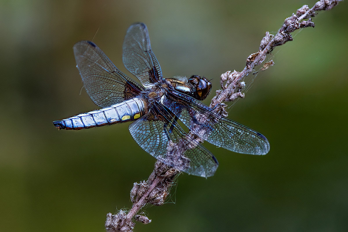 Broad-bodied Chaser