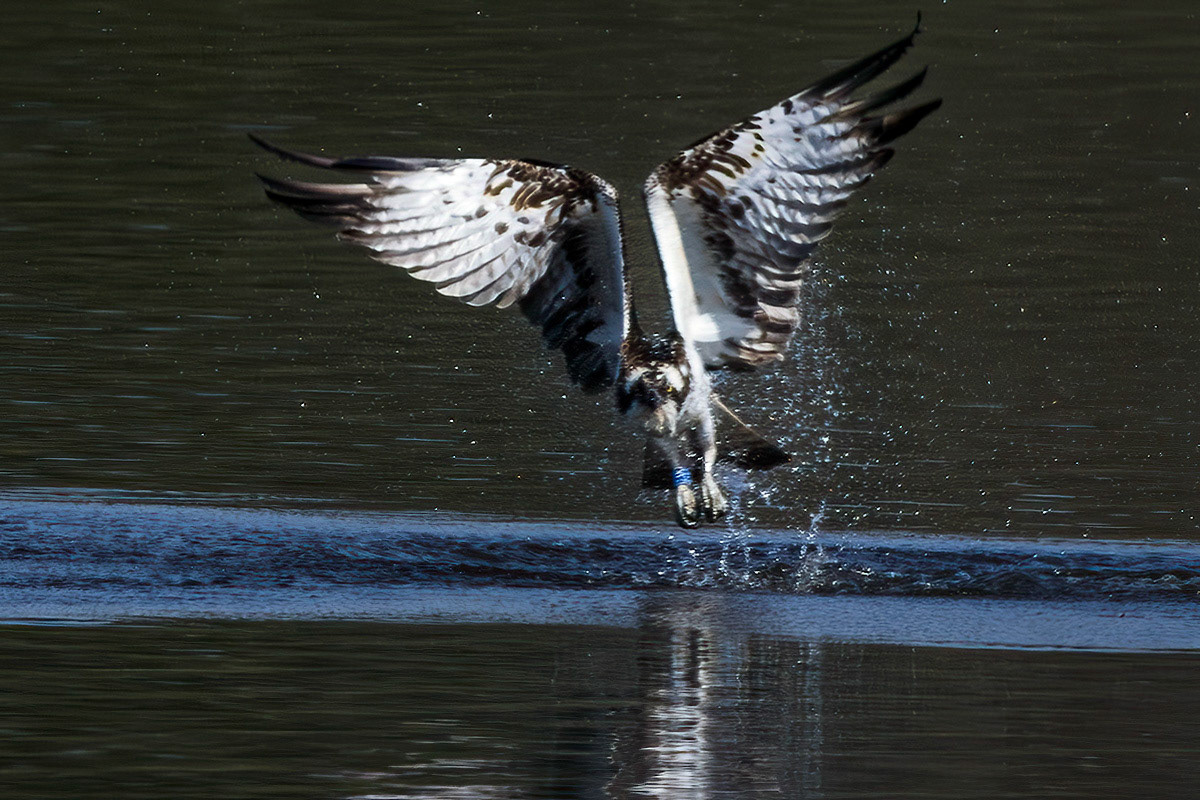 Osprey