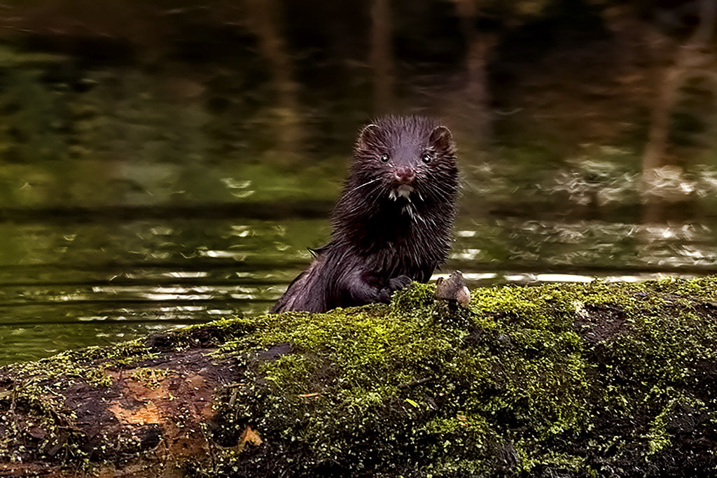 American Mink