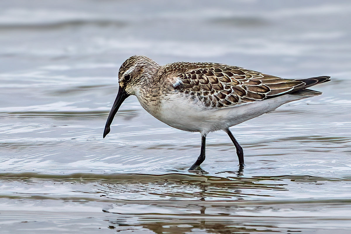 Curlew Sandpiper