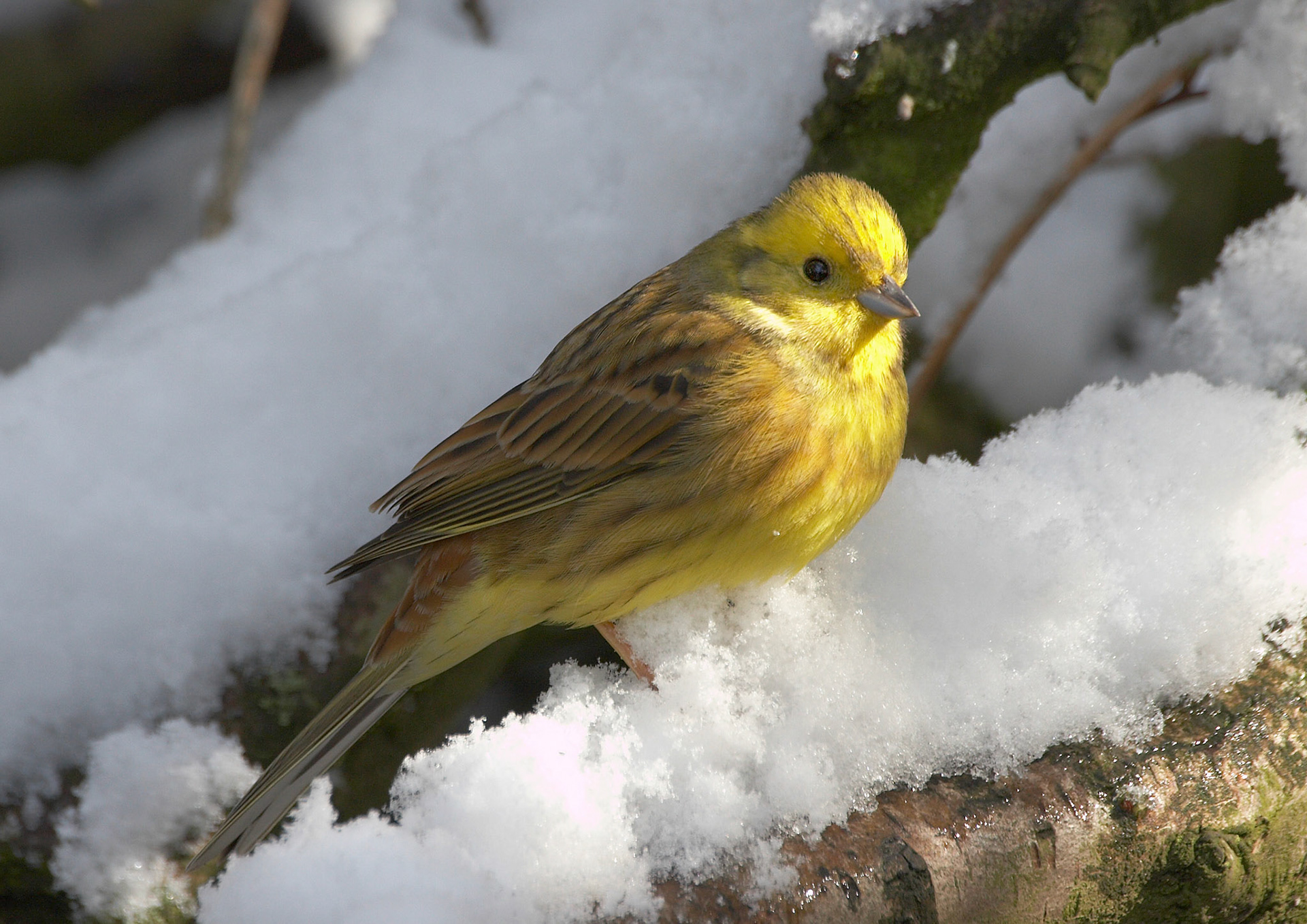 Yellowhammer
