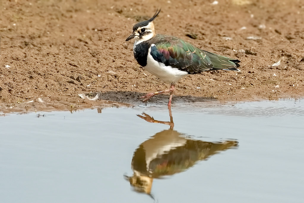 Lapwing