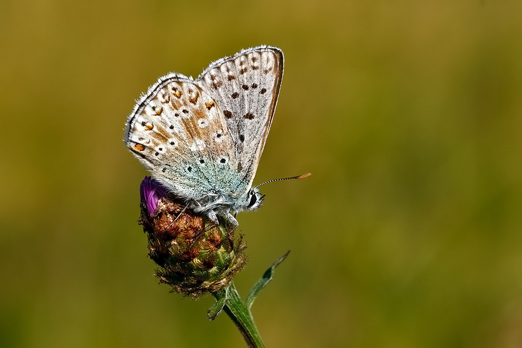 Chalkhill Blue