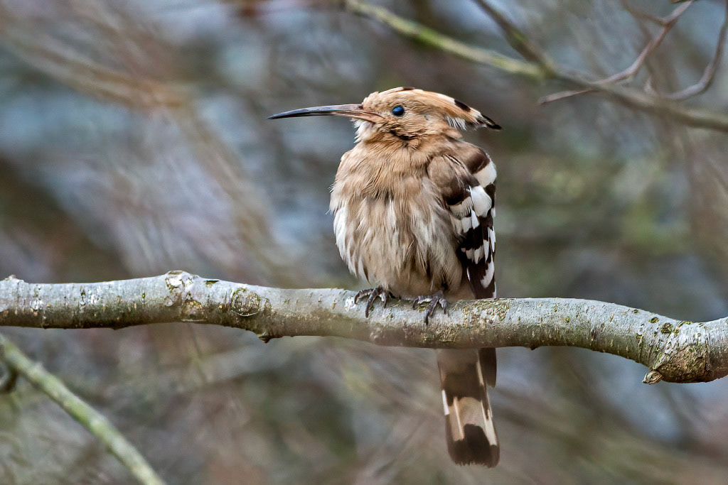 Hoopoe