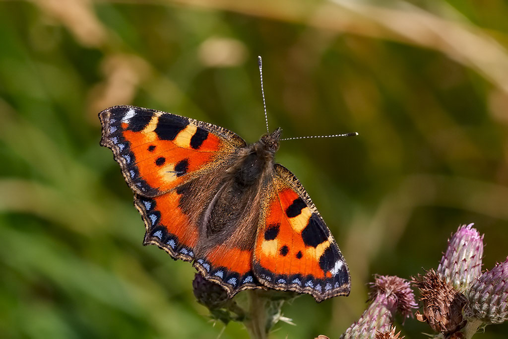 Small Tortoiseshell